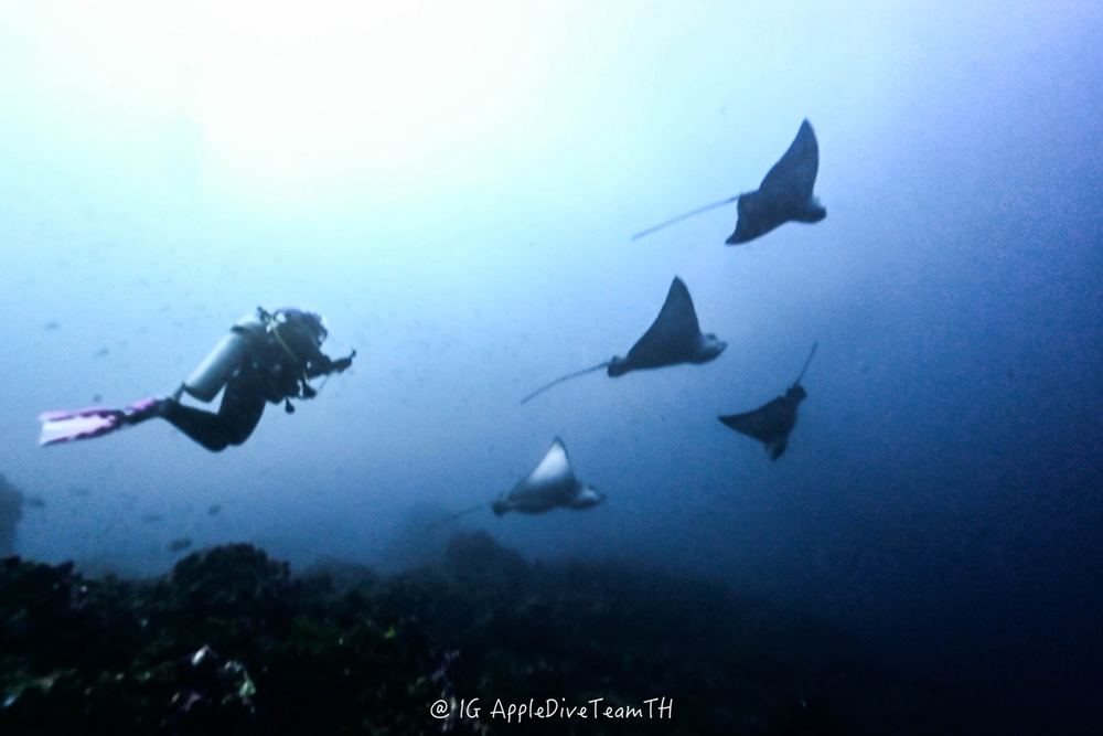 Galápagos