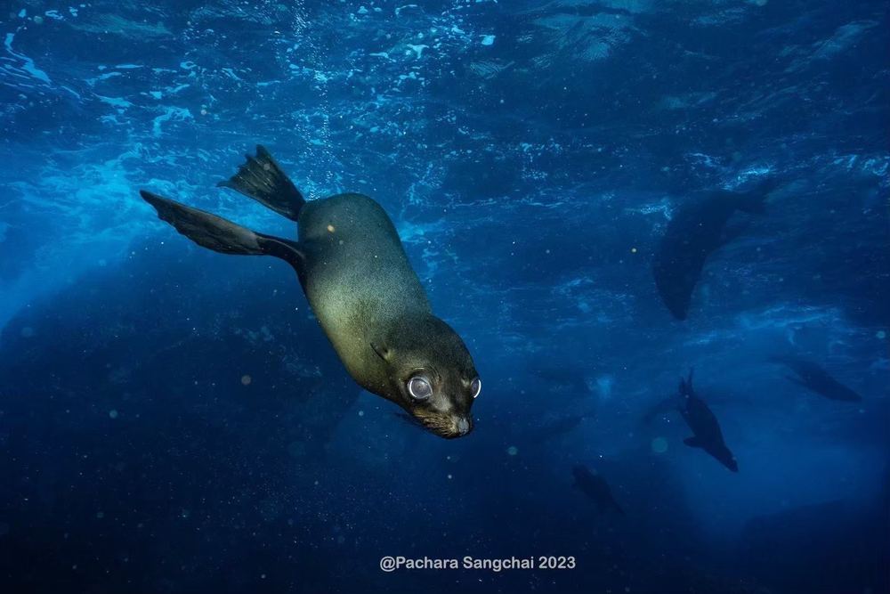 Galápagos