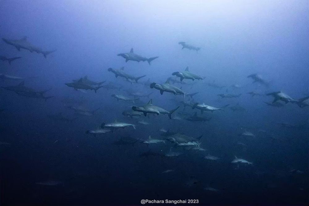Galápagos