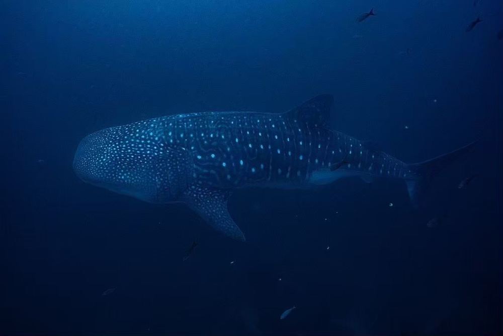Galápagos