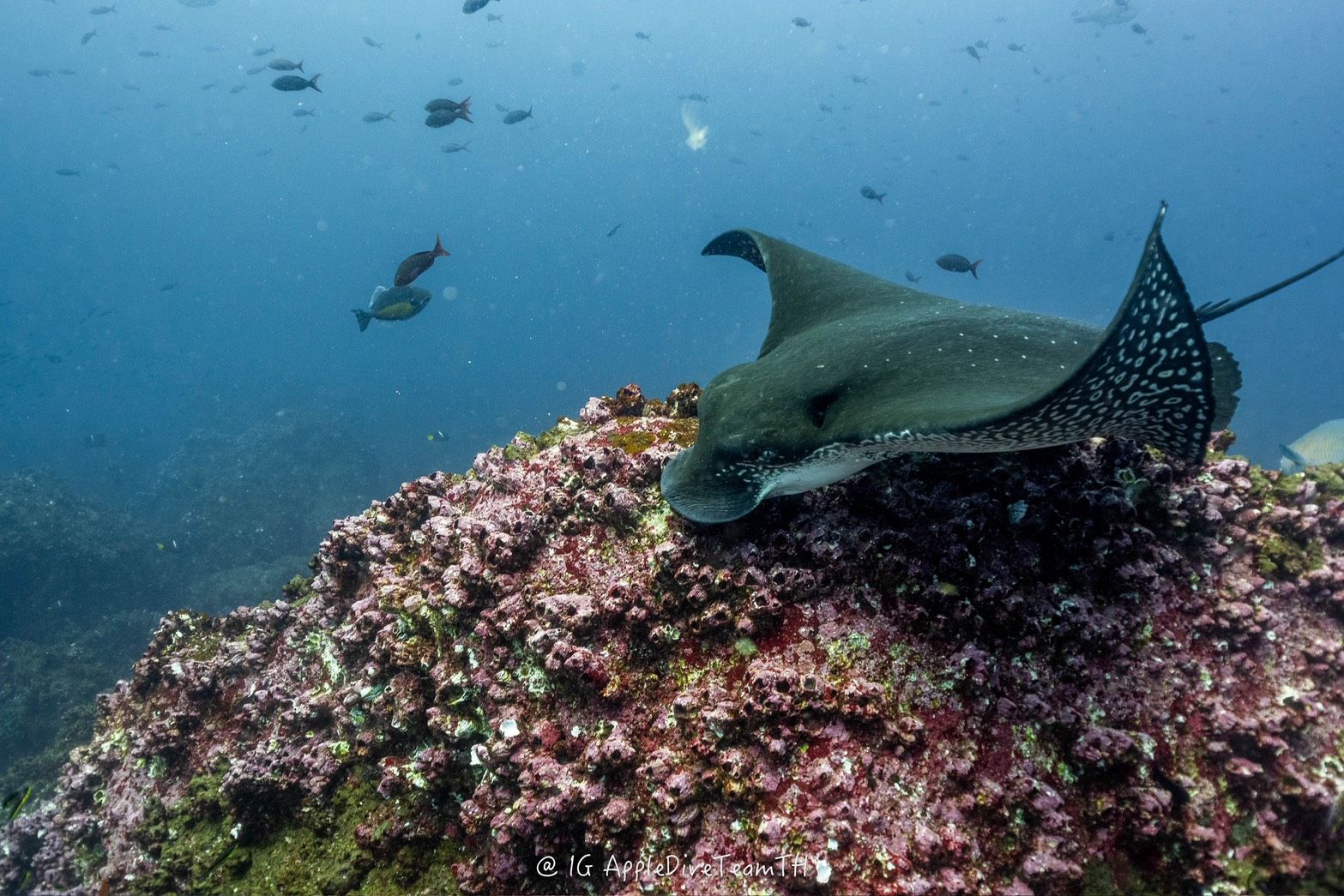 Galápagos