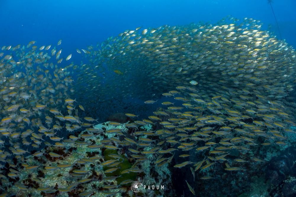 ฝูงปลาสากและปลาหางเหลืองเหนือแนวปะการังที่เกาะเต่า