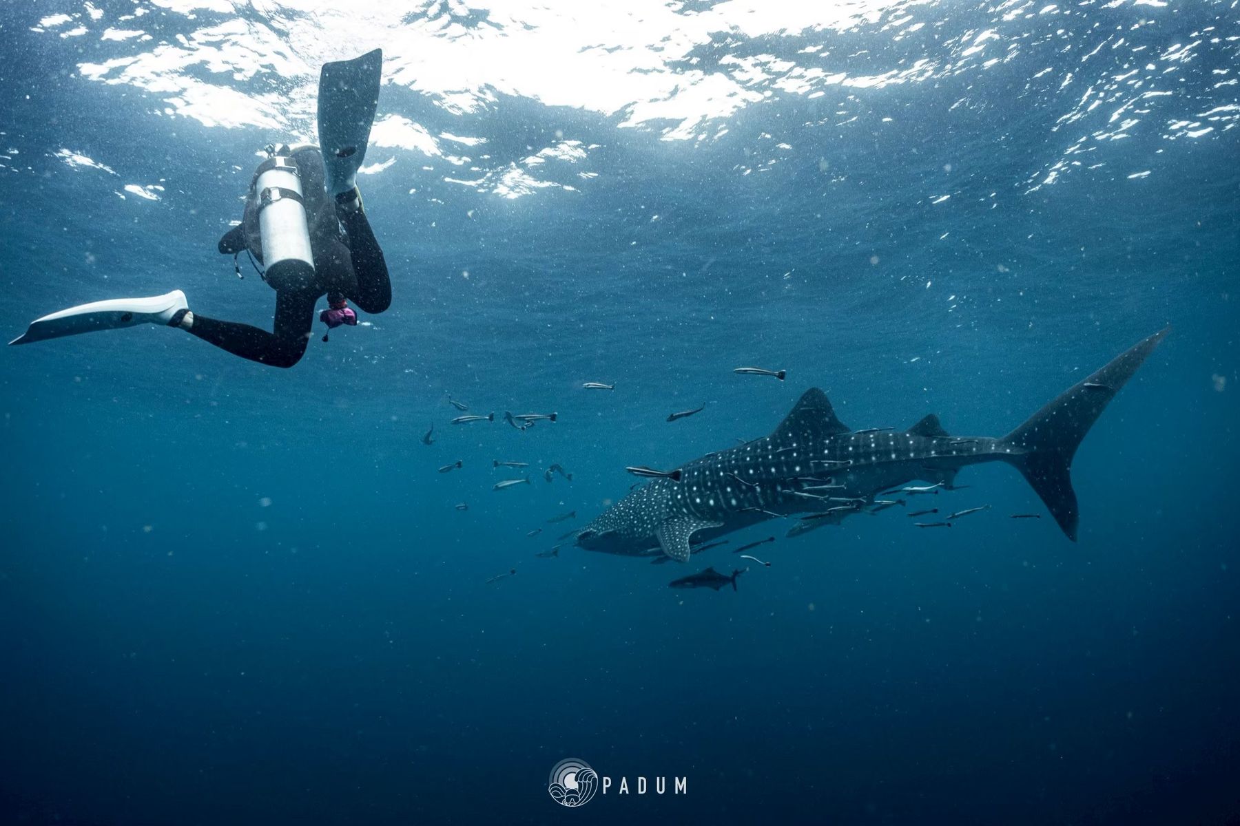 Koh Tao