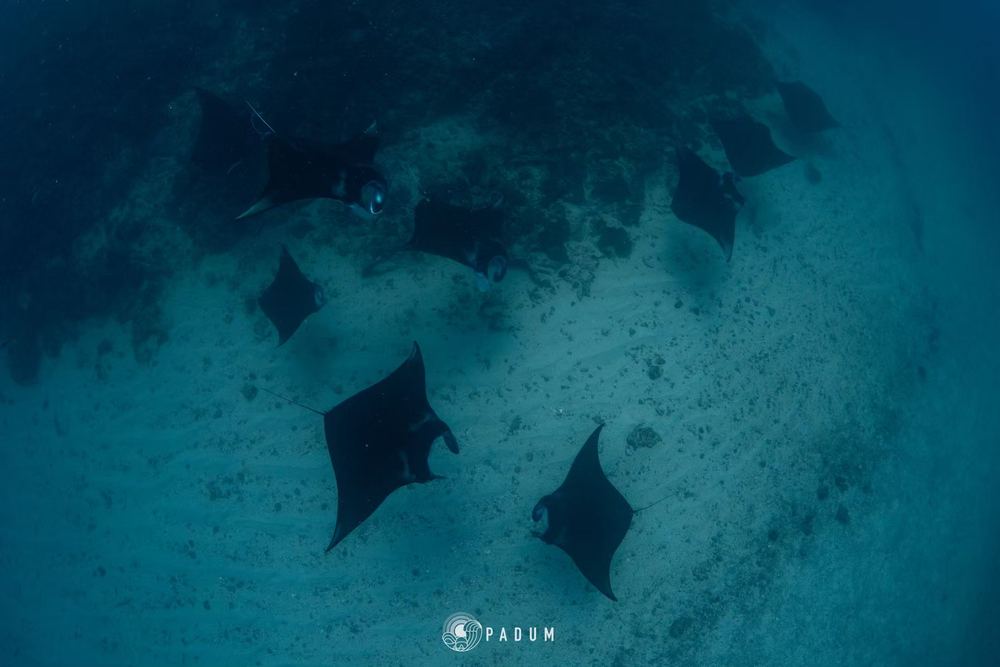 Komodo