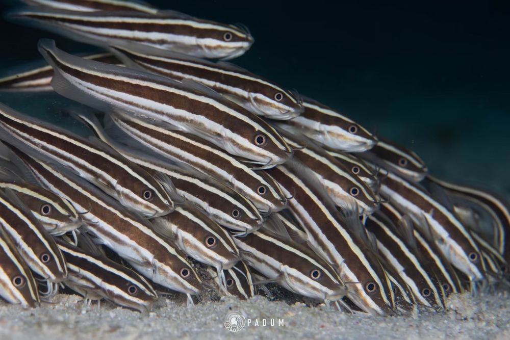 Malapascua