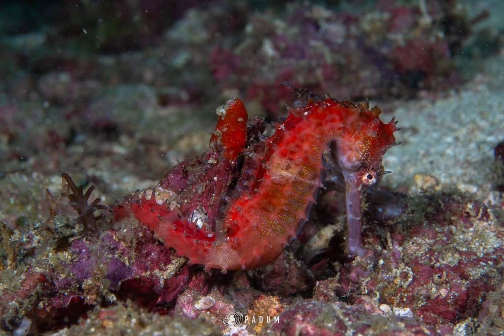 Malapascua