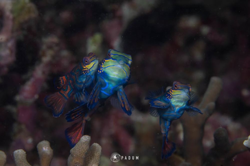 Malapascua