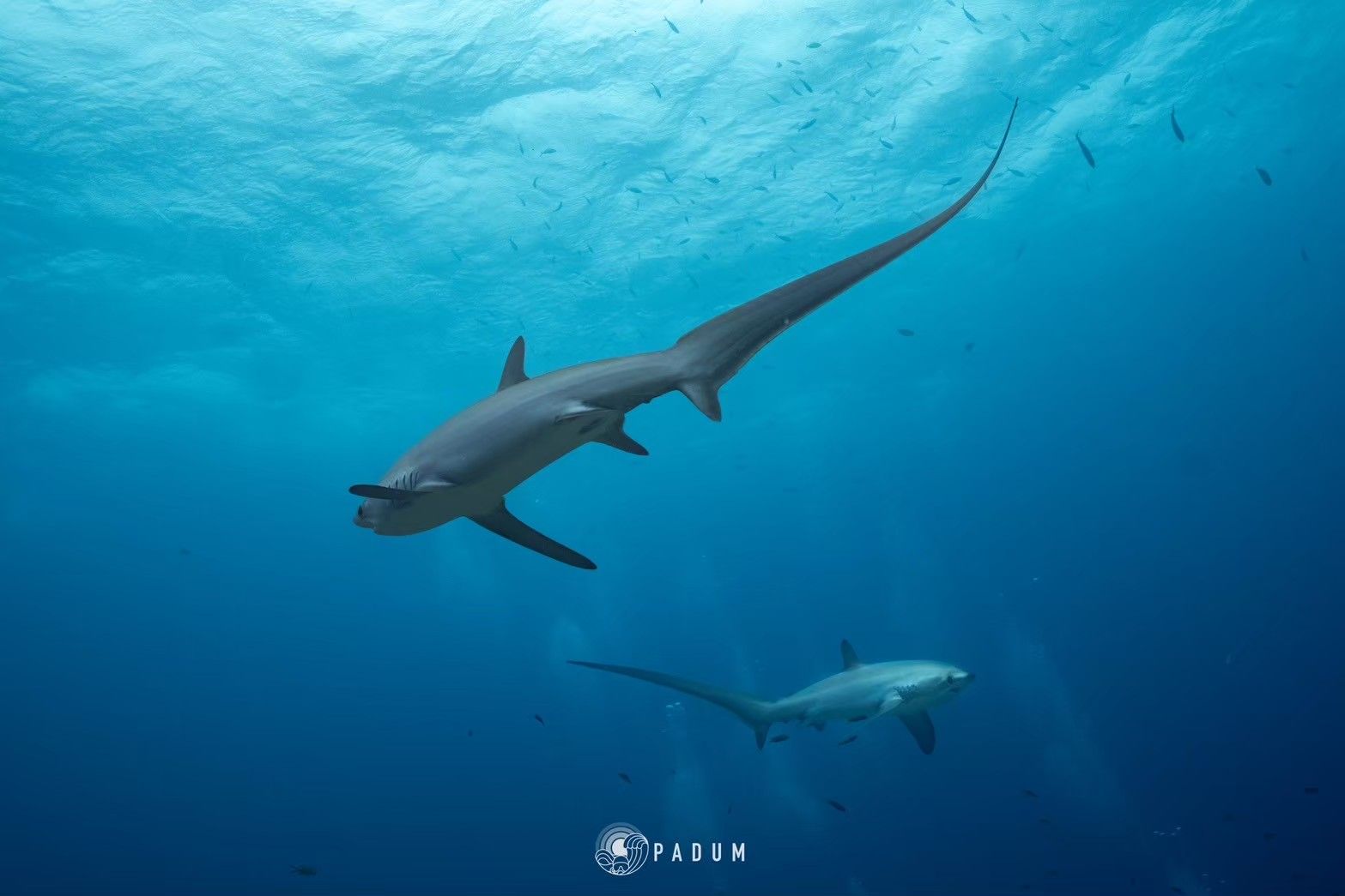 Malapascua