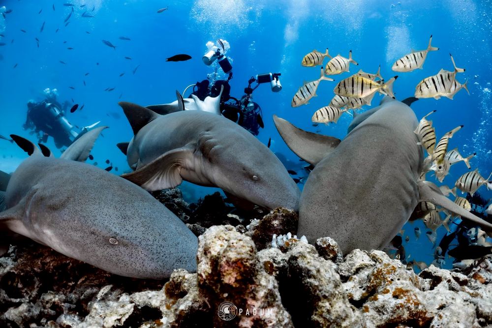 Maldives
