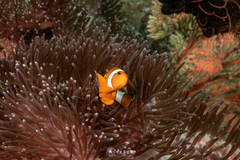 North Andaman
