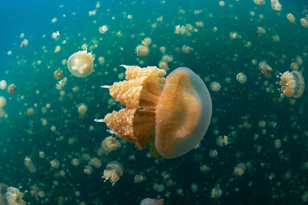Palau