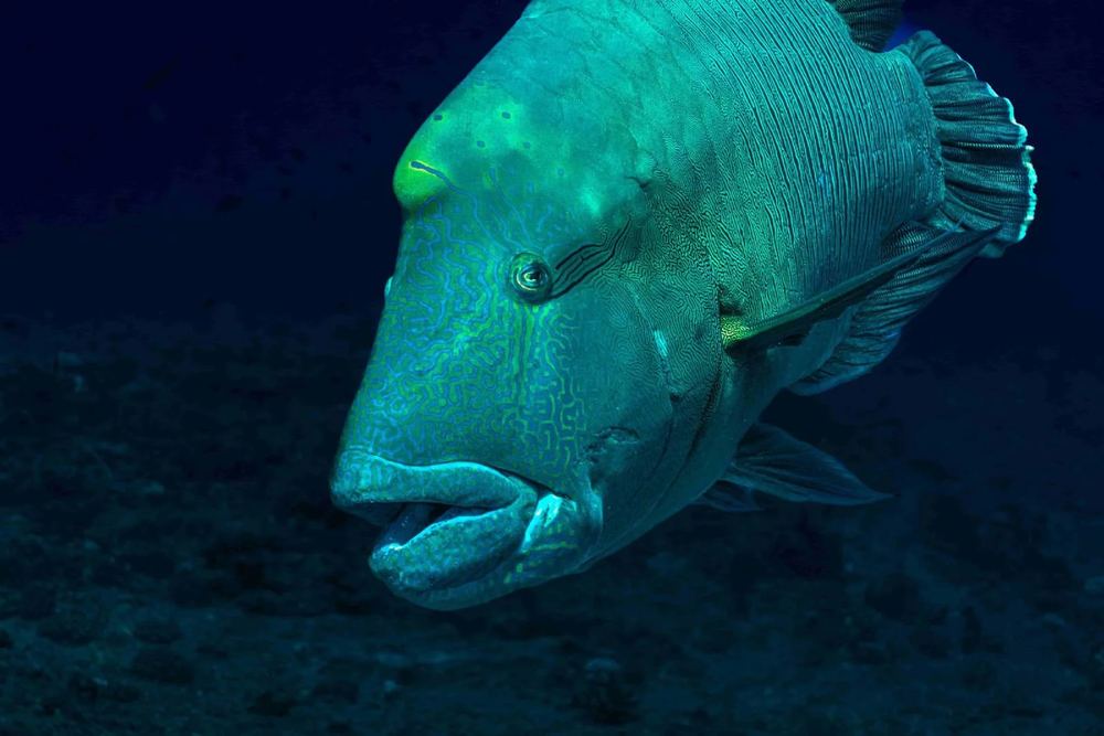 Palau