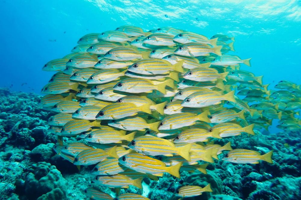 Palau