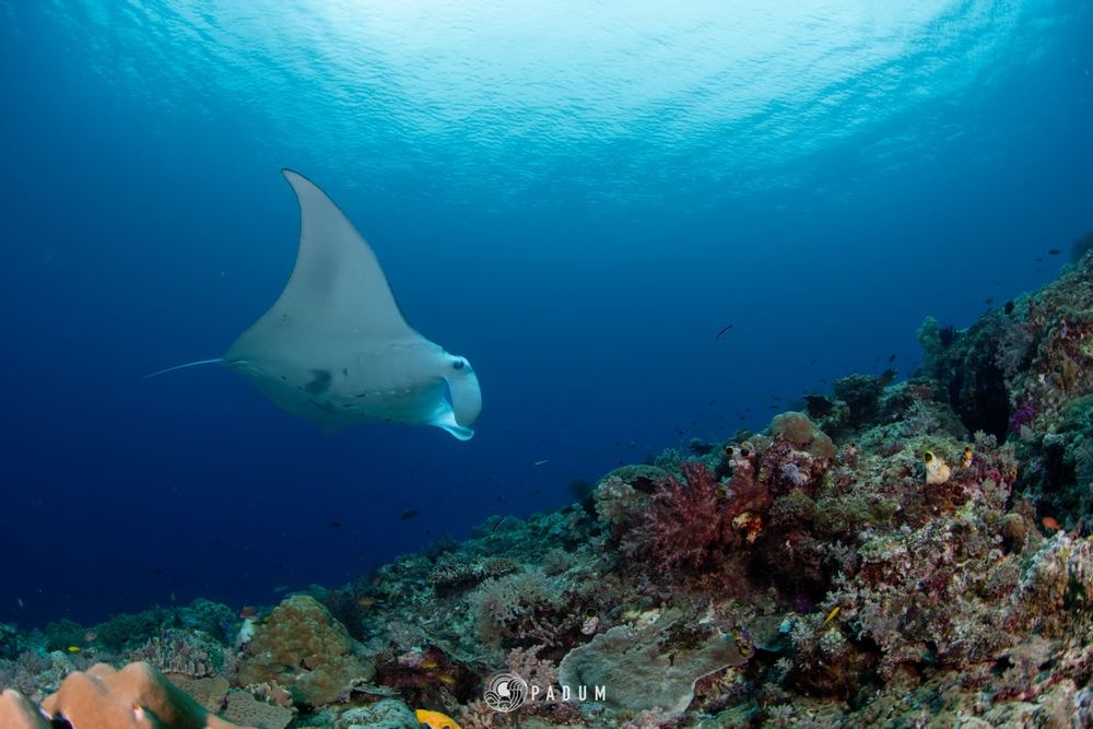 Raja Ampat