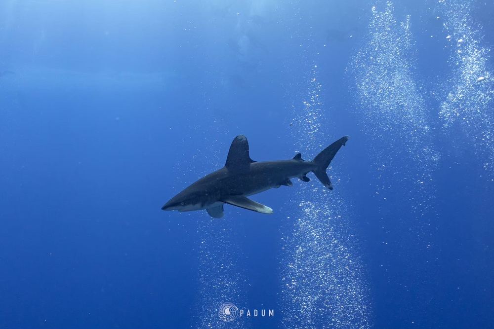 Red Sea