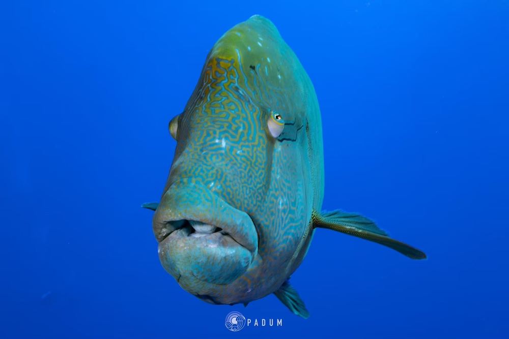 Red Sea