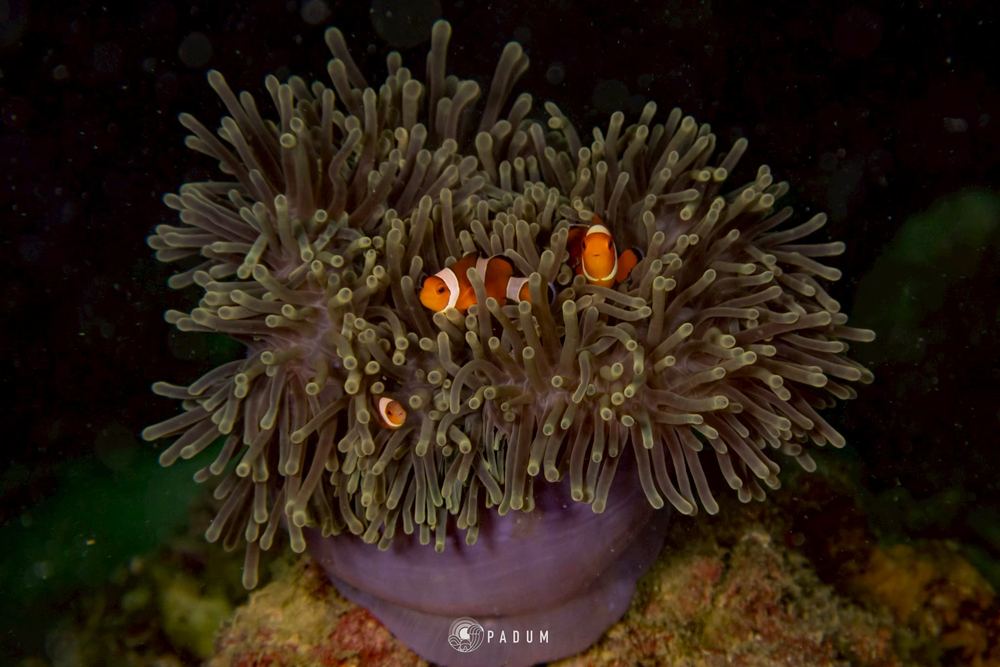 South Andaman