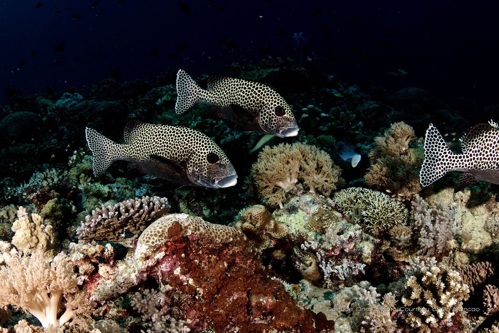 Tubbataha