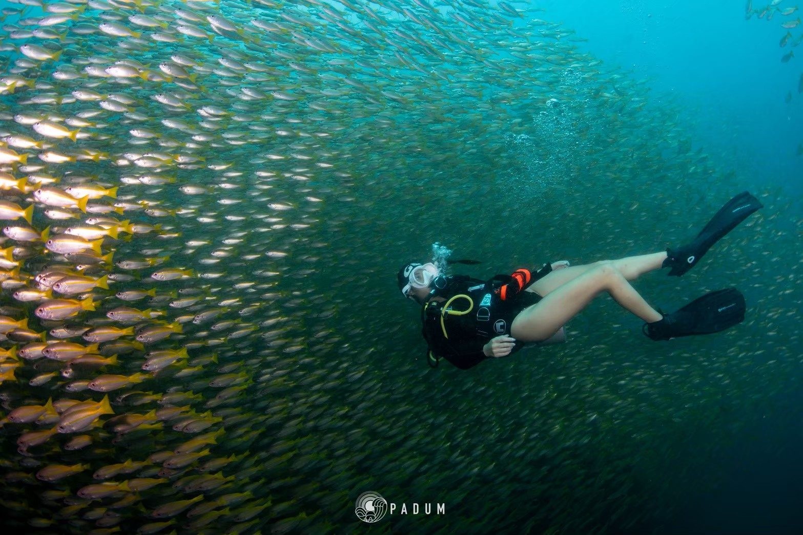 แล้วเรียน Scuba ต้องว่ายน้ำเป็นแค่ไหน?
