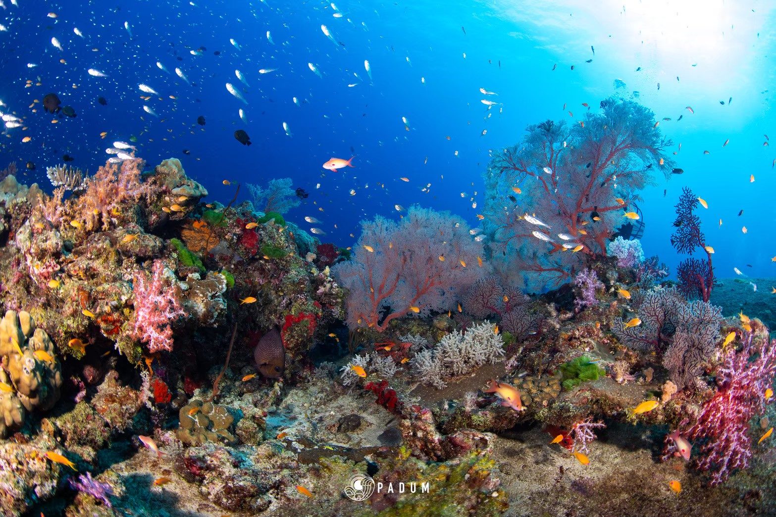 3. Koh Tachai – เกาะตาชัย