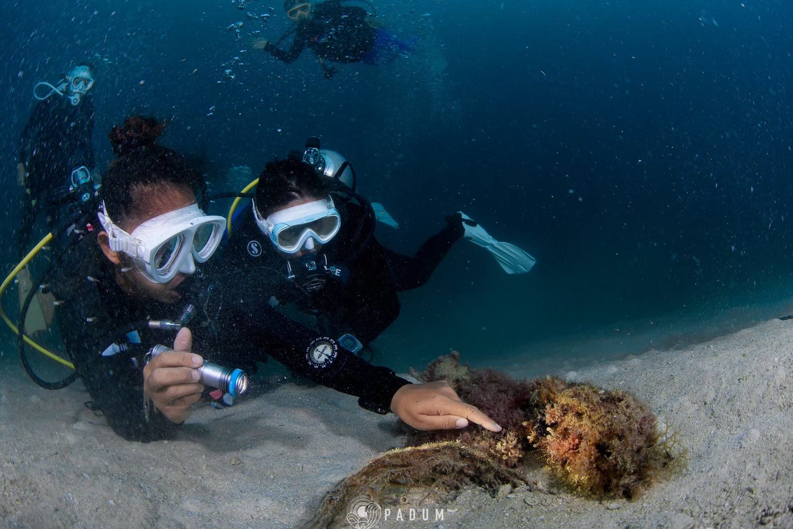 An SSI instructor and a student examining the sea bed with a torch on an Advanced Open Water adventure dive