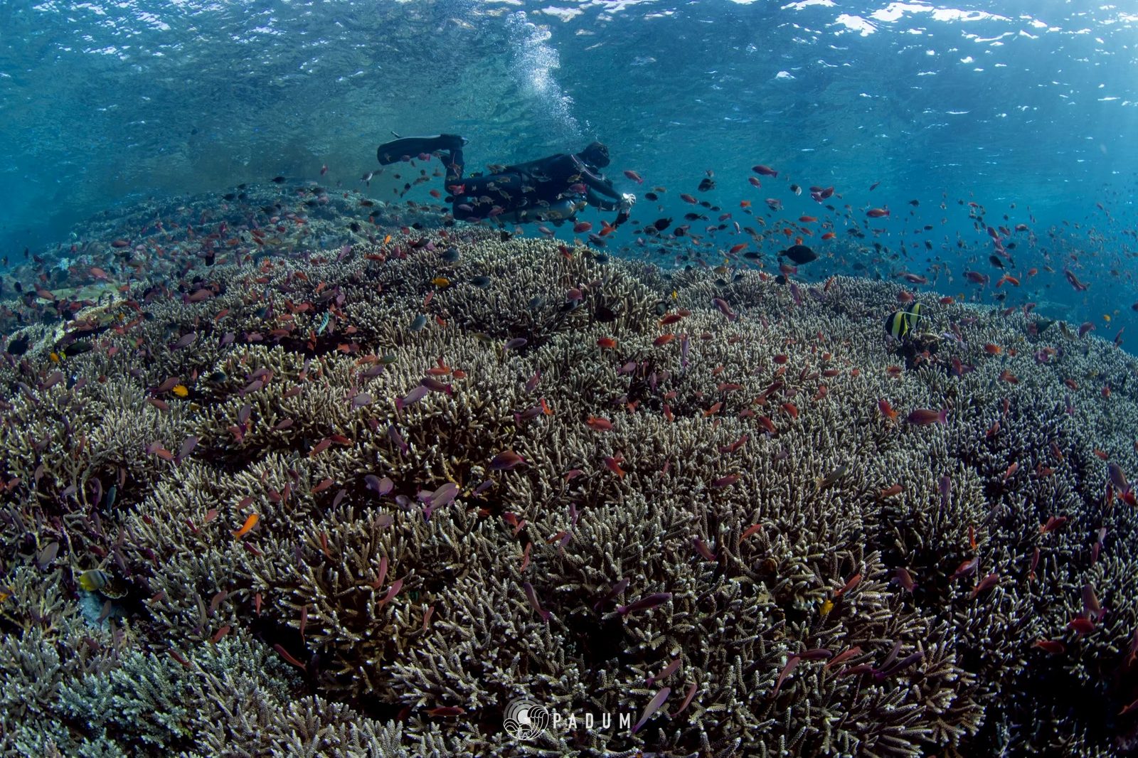 ดำน้ำโคโมโด ต้องมี 50 ไดฟ์ขึ้นไป? คู่มือเตรียมตัวก่อนเดินทางกับ Padum Diving