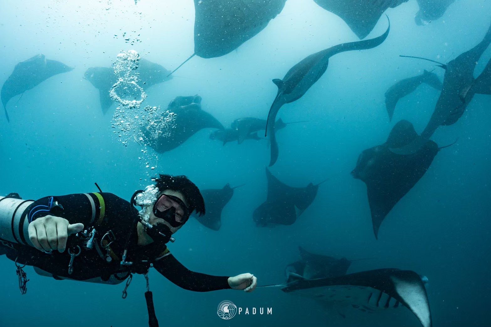 Reef Manta Ray