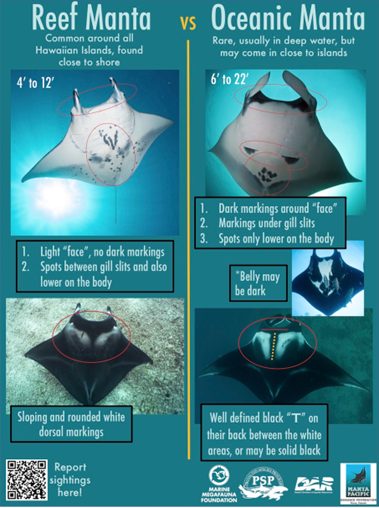 Oceanic Manta Ray vs Reef Manta Ray ต่างกันอย่างไร?