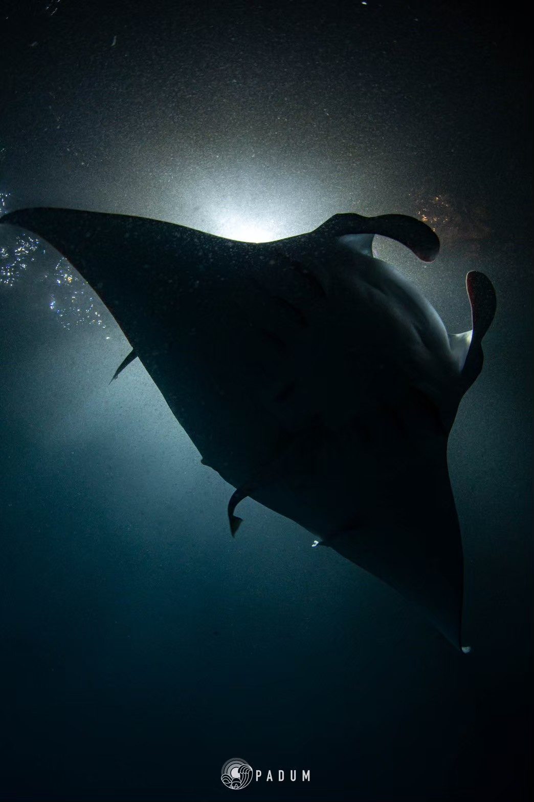 Oceanic Manta